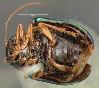 Media type: image; Entomology 17325   Aspect: habitus ventral view